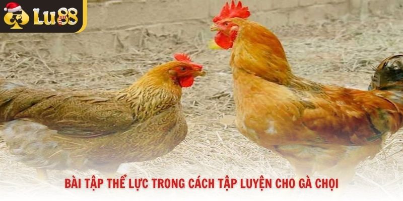 Bài tập thể lực trong cách tập luyện cho gà chọi